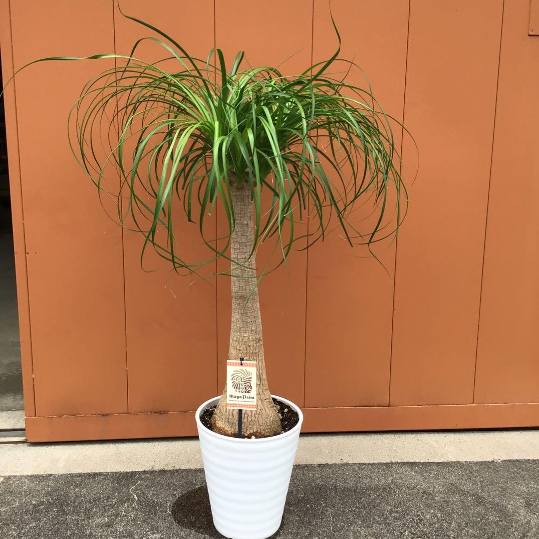 観葉植物　トックリラン