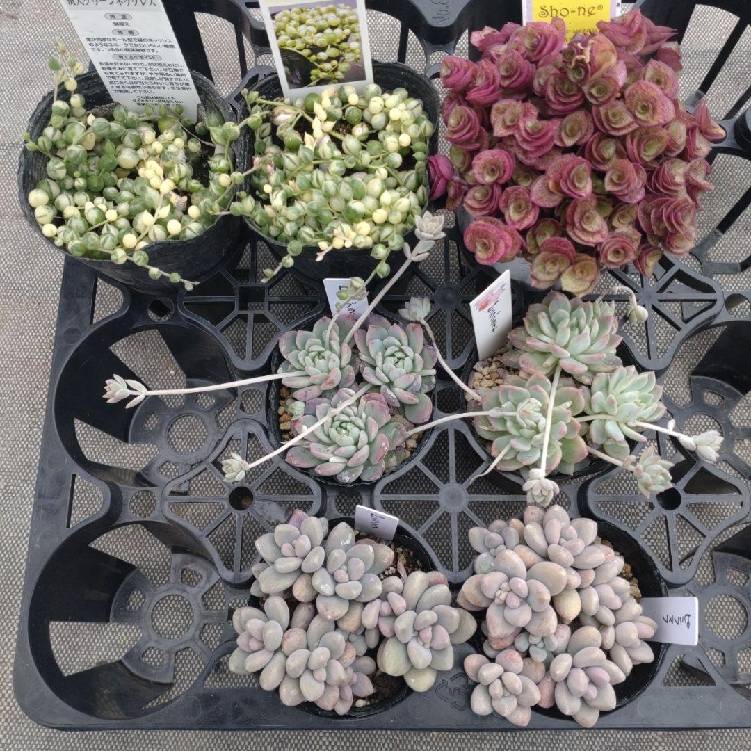 カンタンさん専用