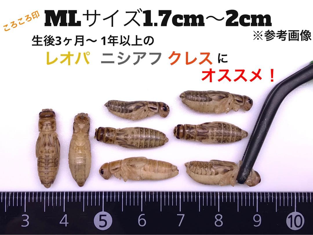 冷凍イエコML1kg クロコML〜L300g