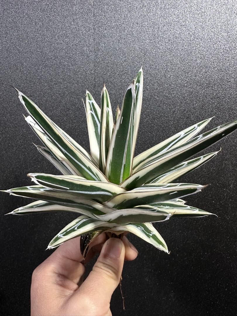 大特価【極美　氷山　親株　完成苗⭐︎】　（アガべ　笹の雪）