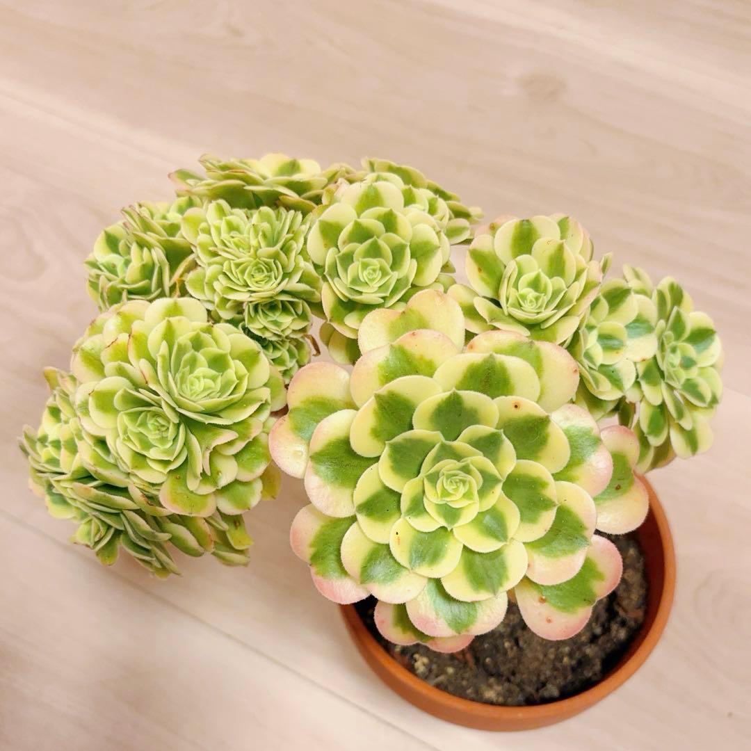 58#多肉植物アエオニウム錦❤️ グリーンメデューサセッカ❤️ 25cm 拔き苗