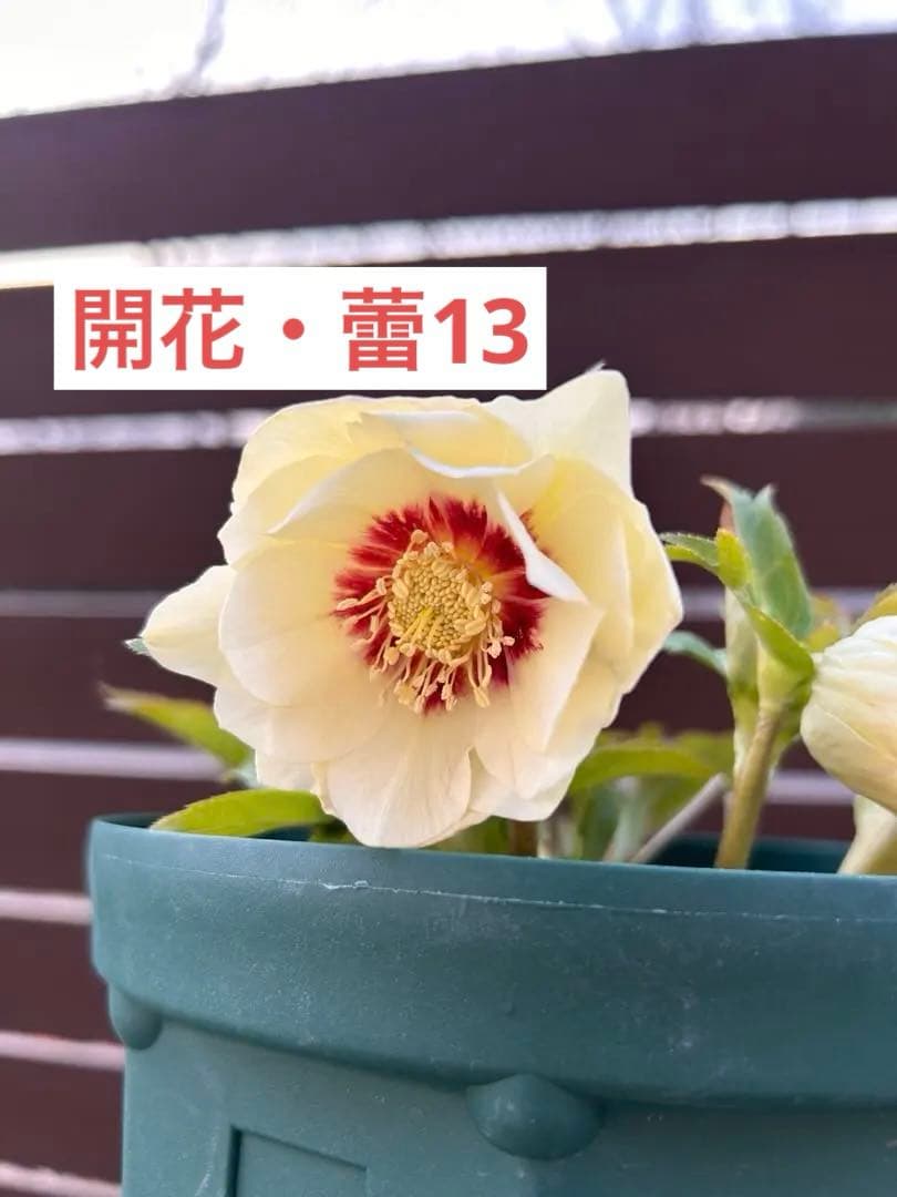 加藤農園　ddゴールド濃フラッシュ