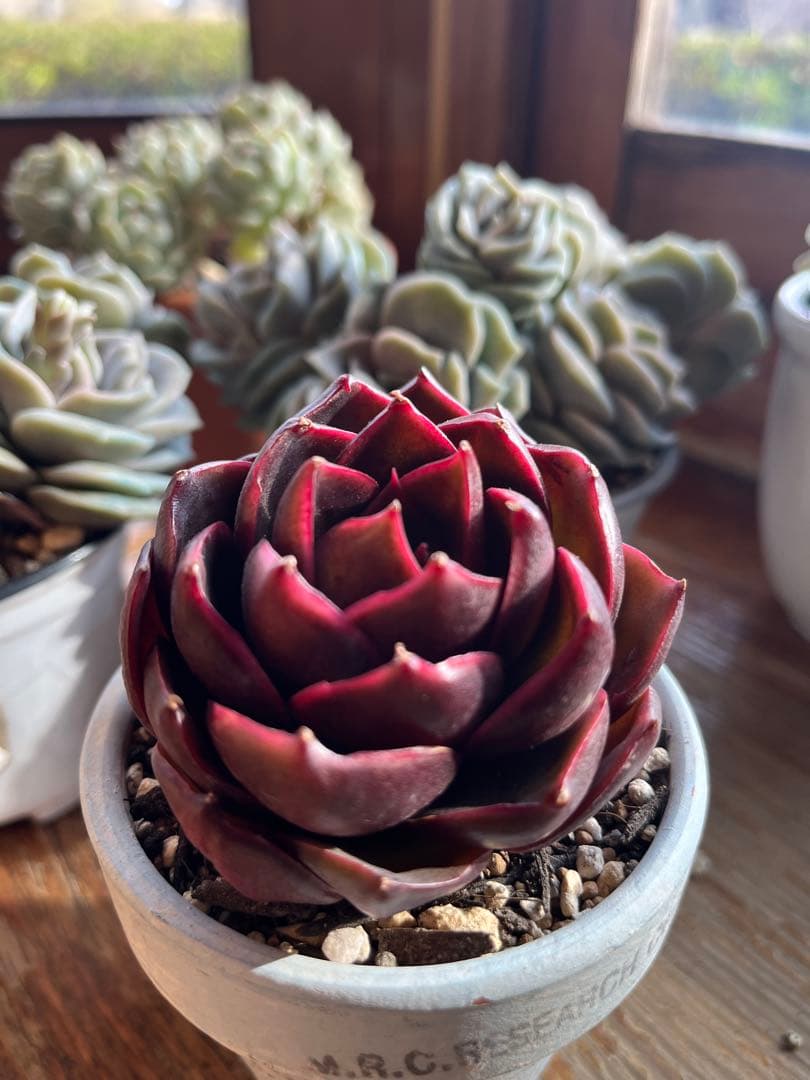 多肉☆トラフィックライト・大・カット苗