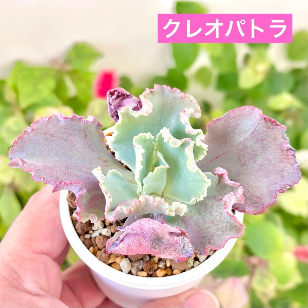 【サービス品@2300〜】クレオパトラ