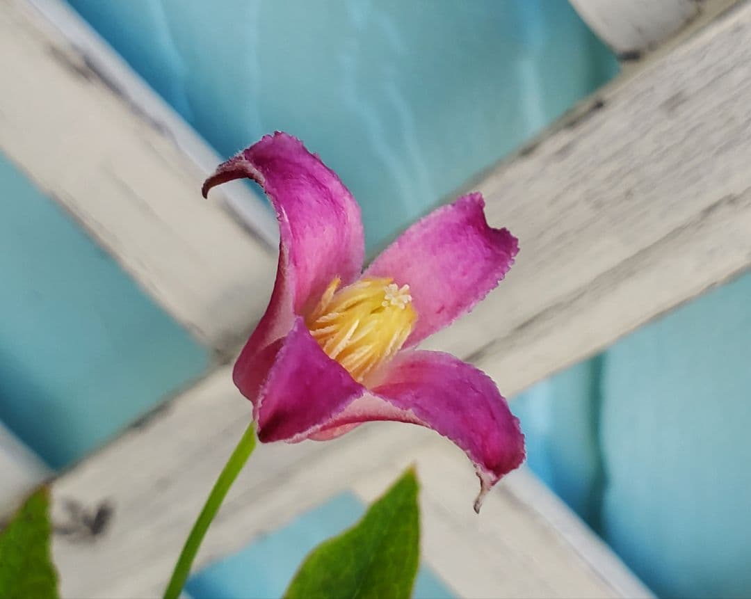 トキ色の君　2番花開花