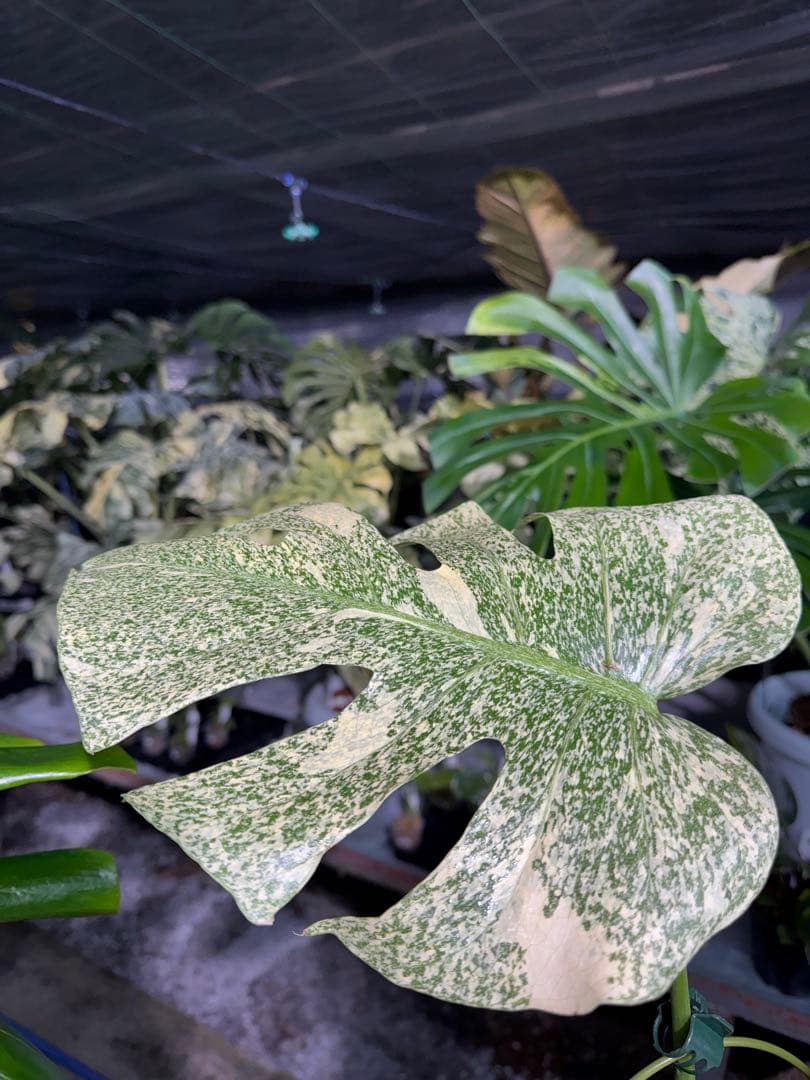 す*る様 1モンステラ　タイコンステレーション　スターライト