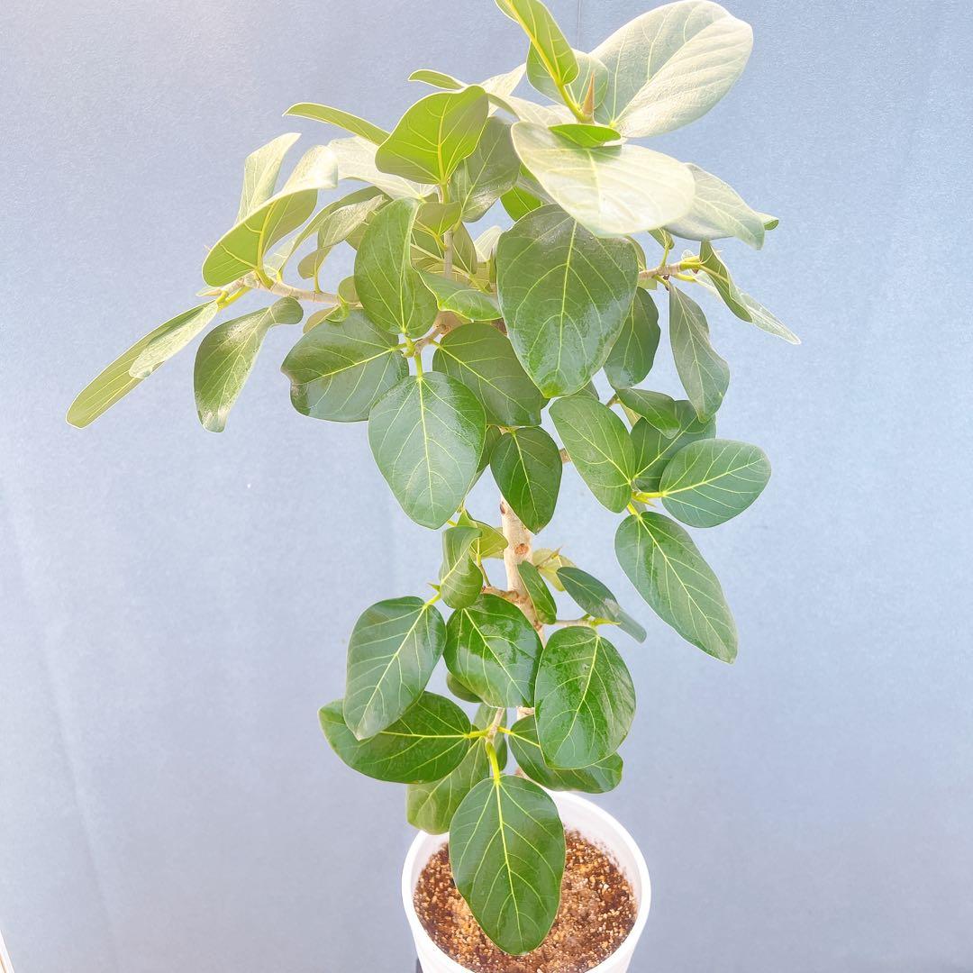 現品　フィカス　ゴムの木　ベンガレンシス　34番　インテリアグリーン　観葉植物