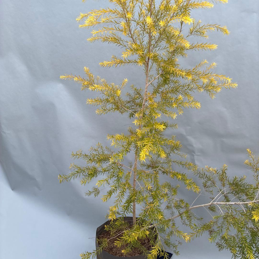 メラレウカ　レボリューションゴールド 170cm