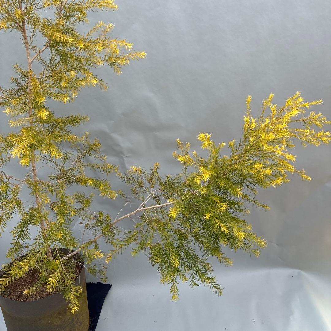 メラレウカ　レボリューションゴールド 170cm