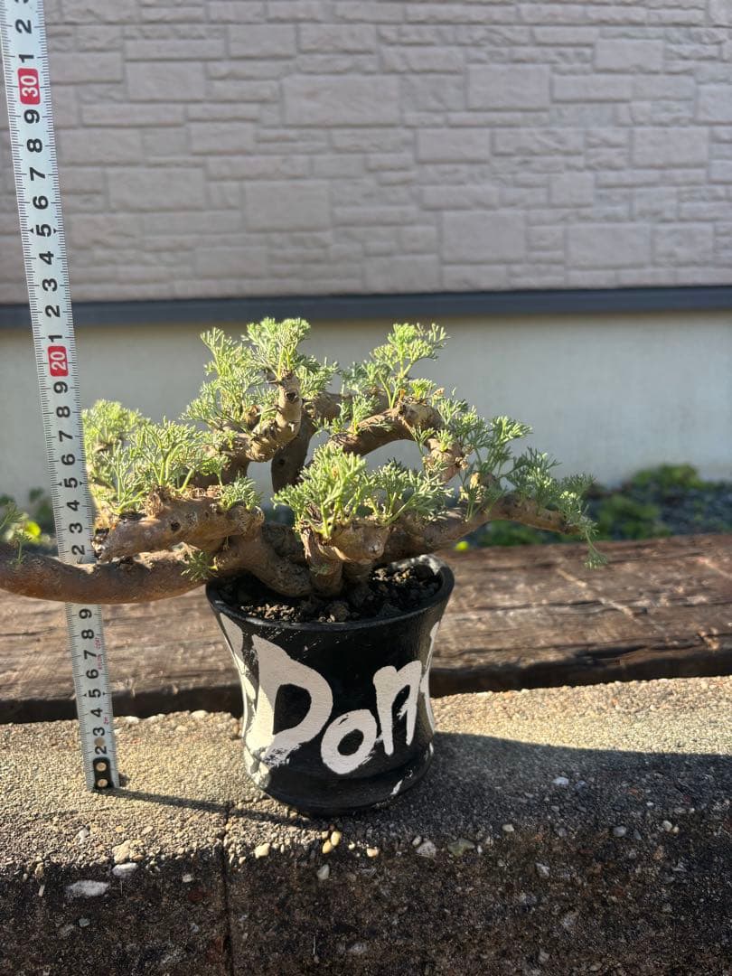 モンソニア　ムルチフィダ