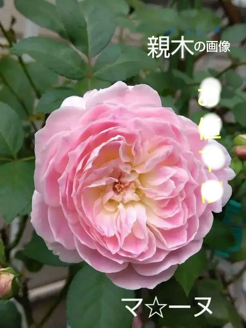 バラ中苗充実苗 　四季咲き中輪　コンパクト　花持ちいいです、病害虫に強いです