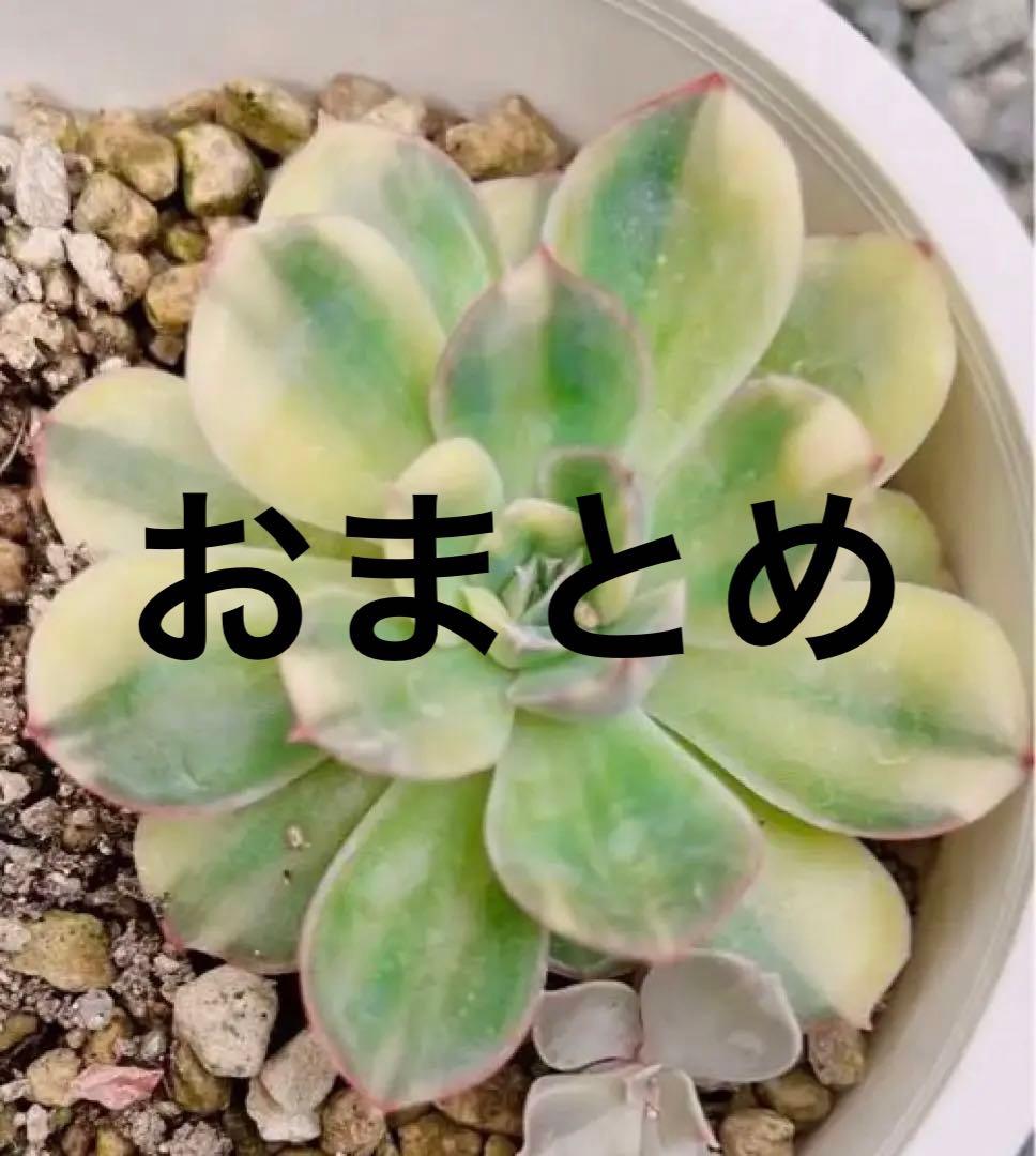 オリオン錦  Orion  抜き苗【特定記録付】