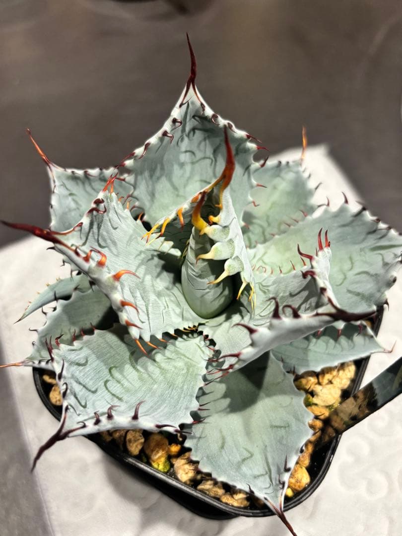 アガベ 甲蟹屈原 子株 発根済 特白 青葉 陽炎 狂刺 ハイブリッド ②