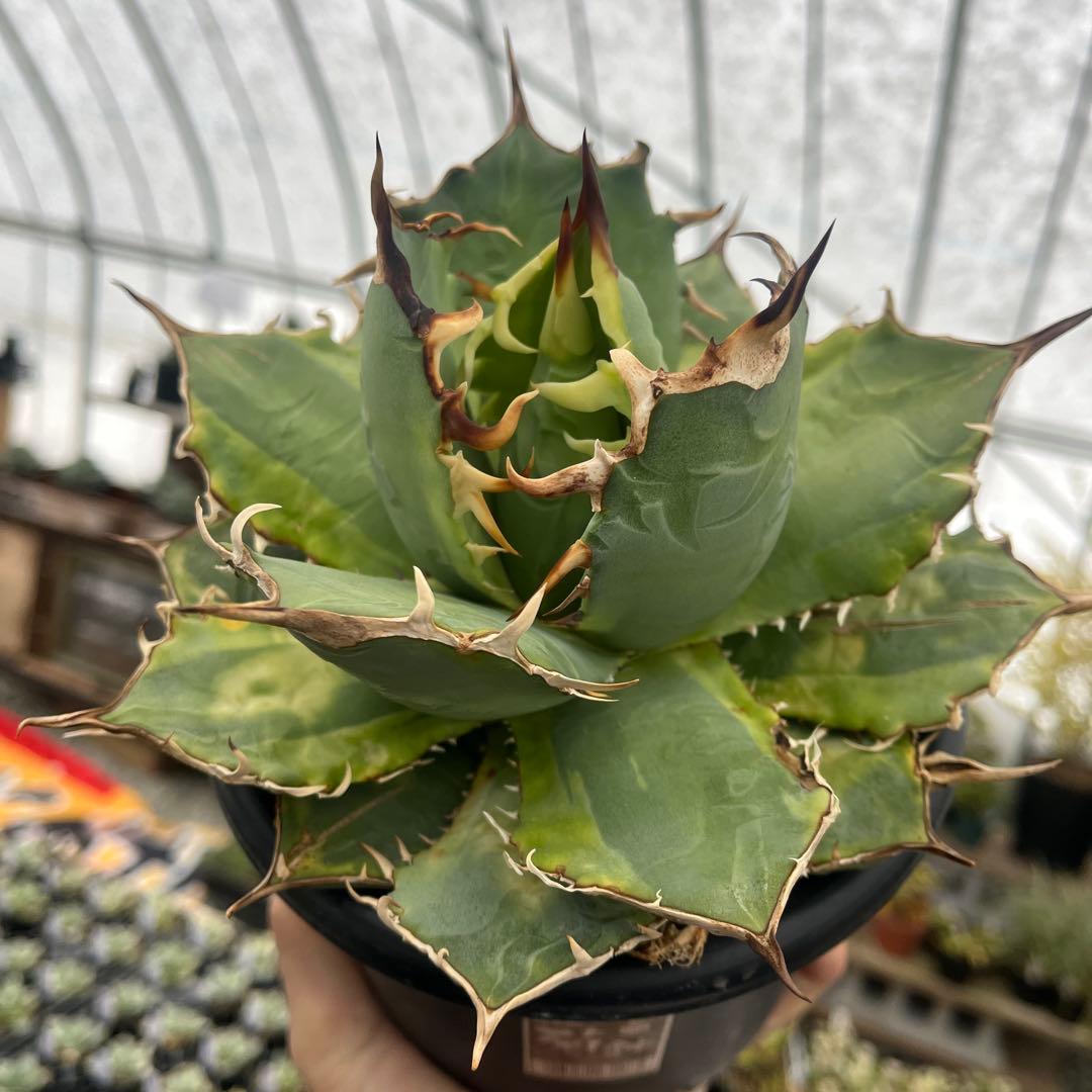 アガベチタノタイラン産斑入り抜き苗発送5号鉢サイズ