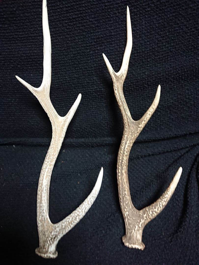 鹿の角 ２種類