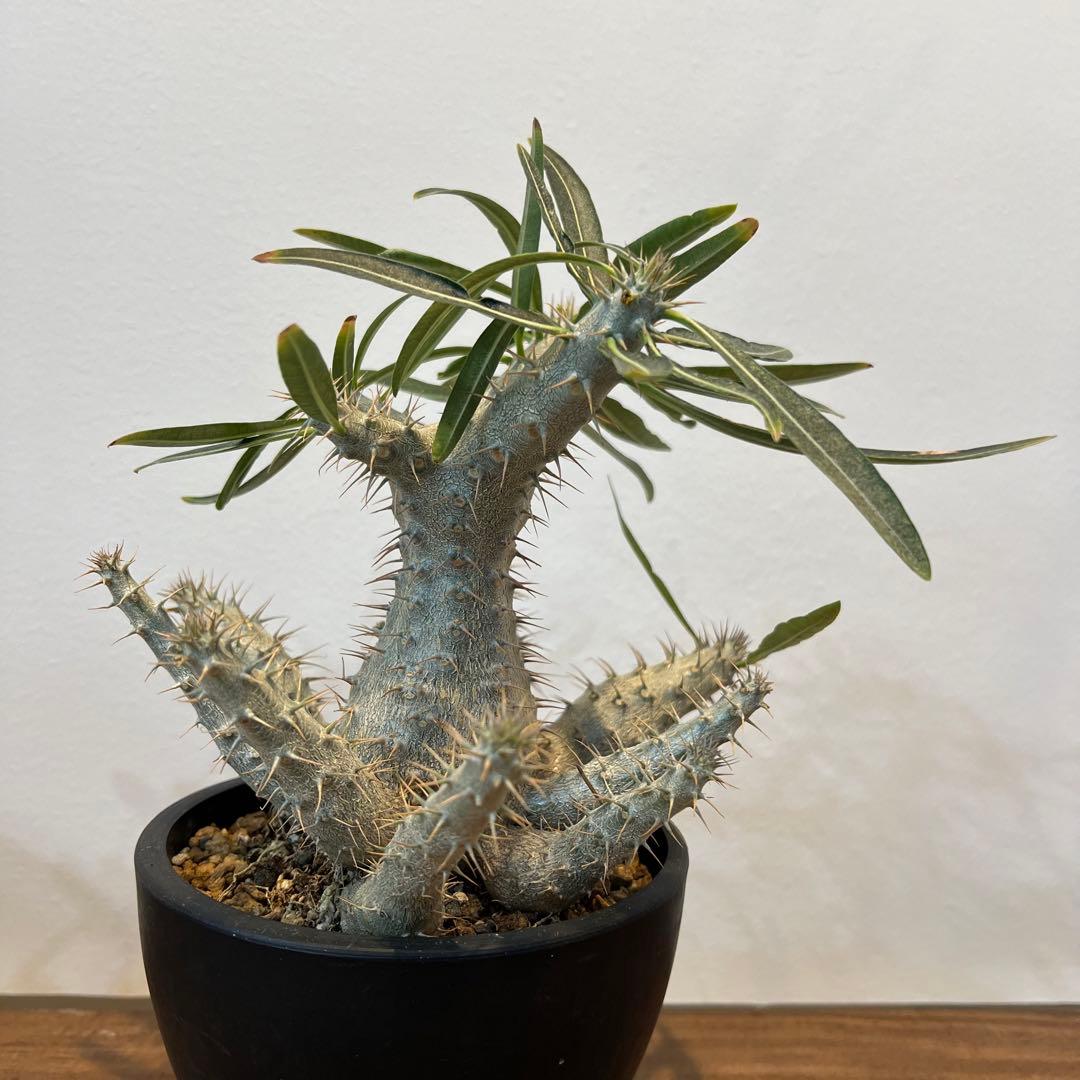 【美株】パキポディウムグラキリス 多頭 国内実生 塊根植物 多肉 サボテン