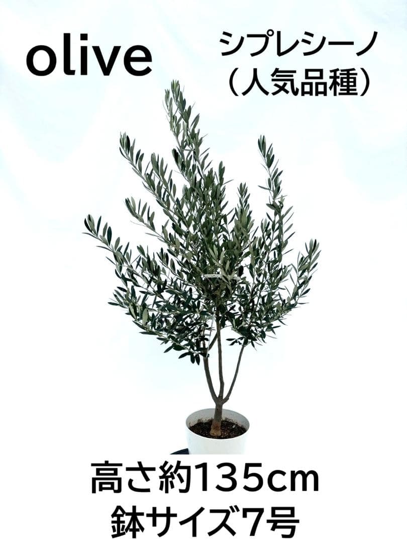 オリーブの木　シプレシーノ　7号　約135cm　NO.847　人気品種　現品掲載