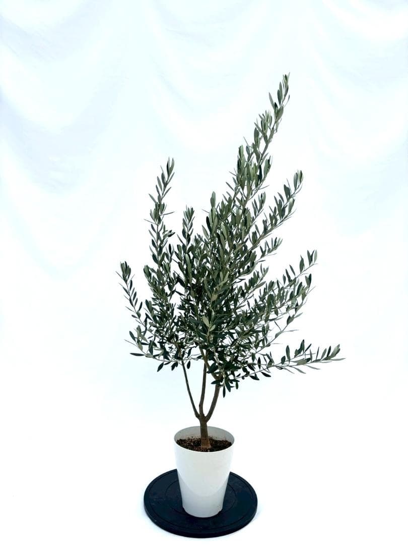 オリーブの木　シプレシーノ　7号　約135cm　NO.847　人気品種　現品掲載