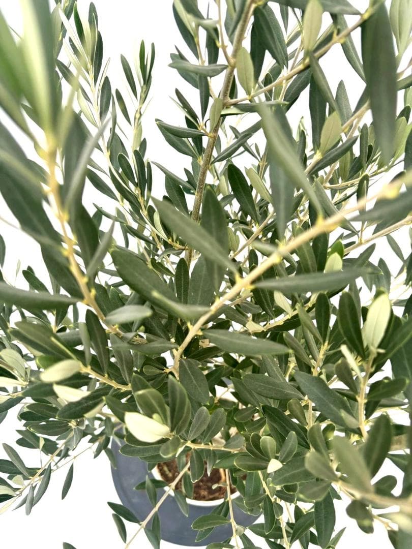 オリーブの木　シプレシーノ　7号　約135cm　NO.847　人気品種　現品掲載