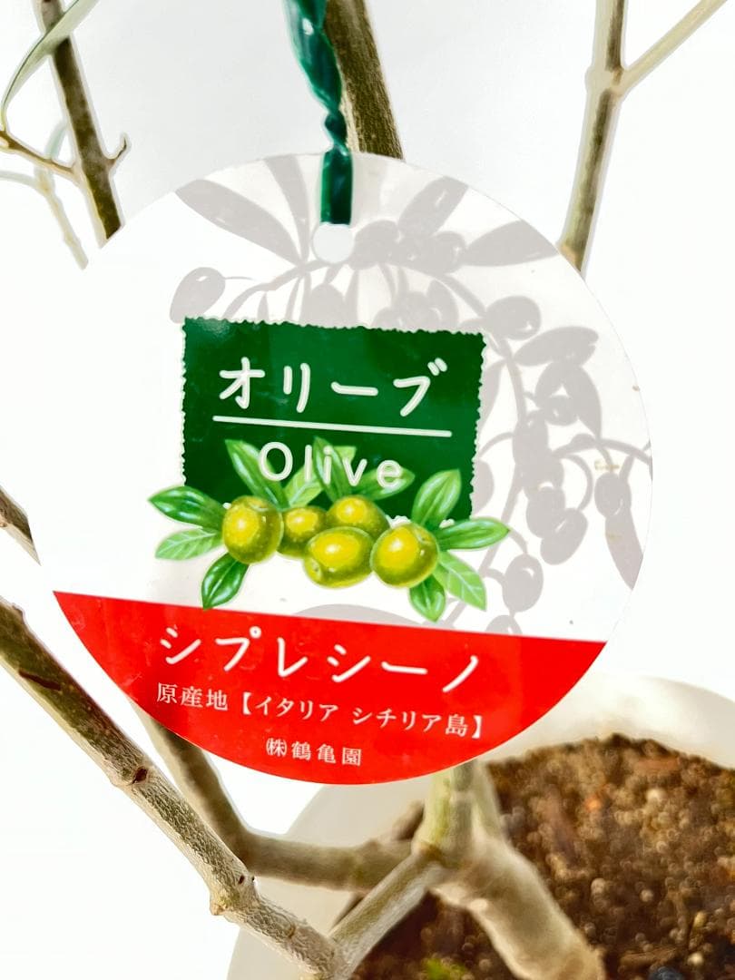 オリーブの木　シプレシーノ　7号　約135cm　NO.847　人気品種　現品掲載