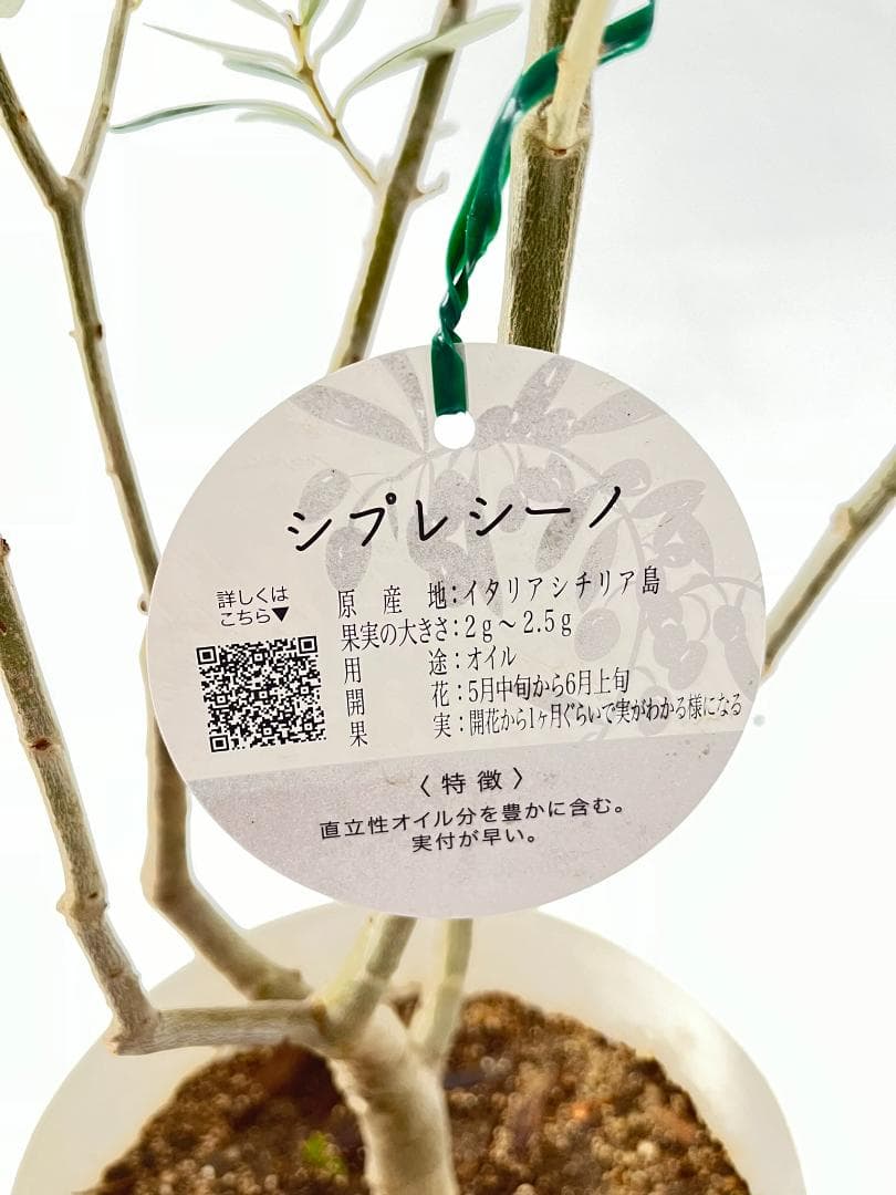 オリーブの木　シプレシーノ　7号　約135cm　NO.847　人気品種　現品掲載