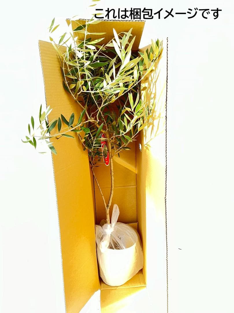 オリーブの木　シプレシーノ　7号　約135cm　NO.847　人気品種　現品掲載