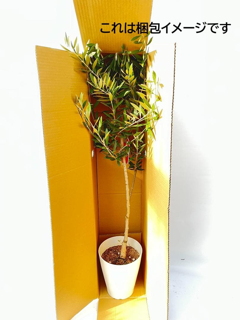 オリーブの木　シプレシーノ　7号　約135cm　NO.847　人気品種　現品掲載