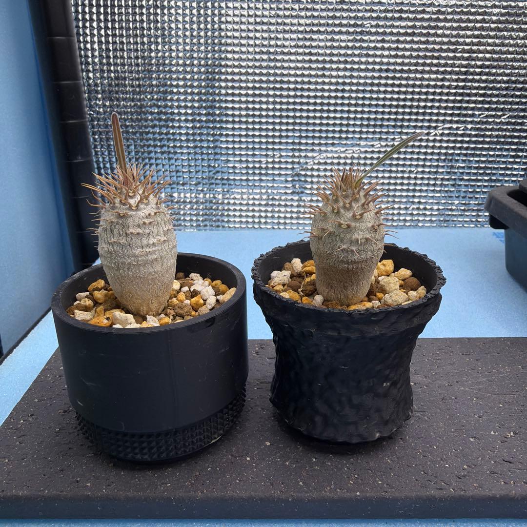 グラキリス　実生18 5株セット