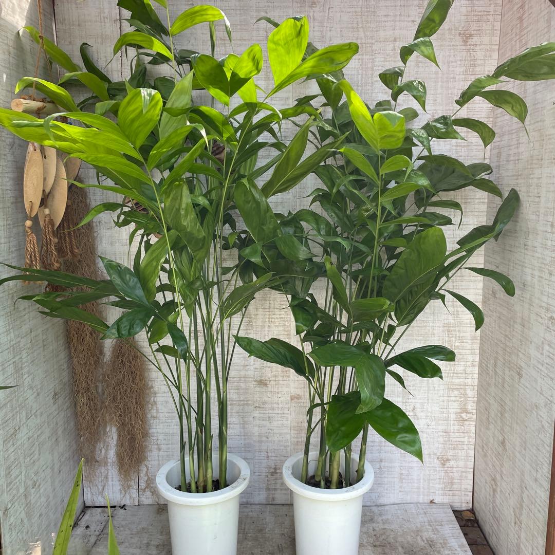 週末特価！2鉢価格！高性チャメドレア　苗　苗木　観葉植物　7号鉢　複数株植え