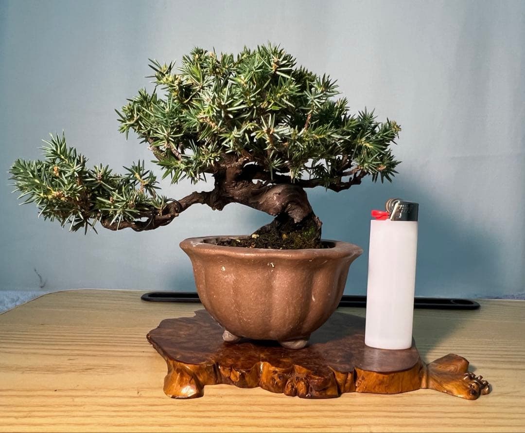 杜松　小さくてかっこいいです