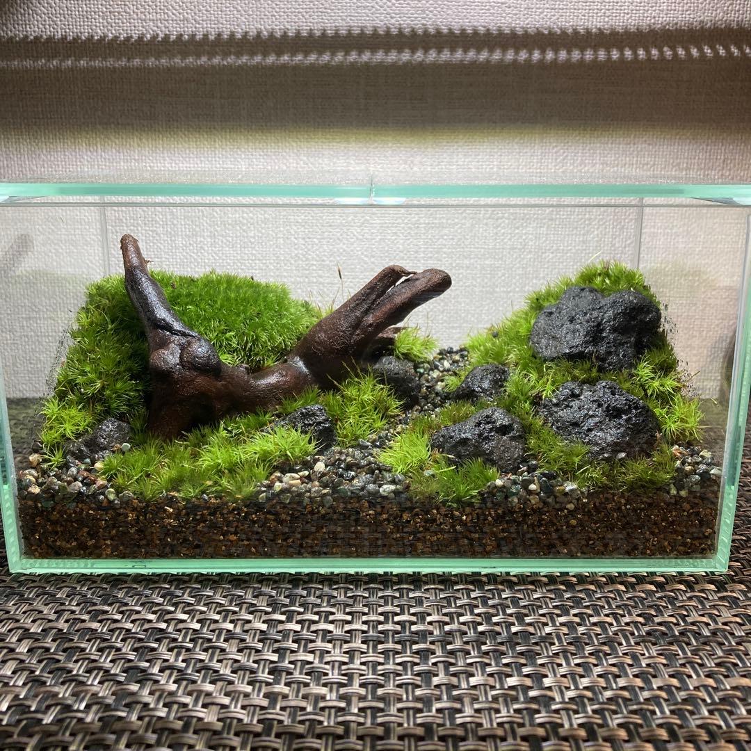 苔テラリウム　コレクション3
