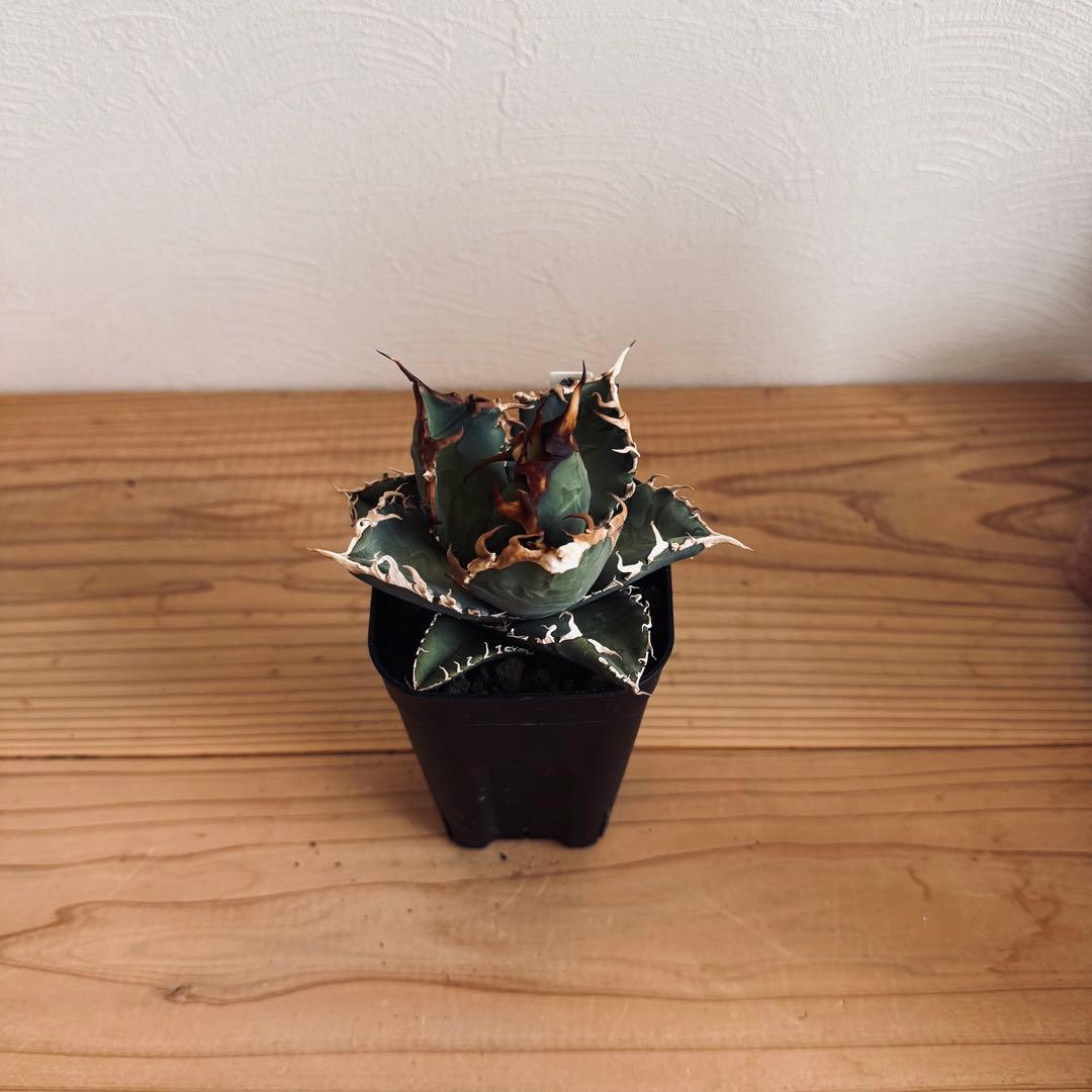 アガベ　チタノタ　台湾ゴジラ　GODZILLA　検）オアハカ　皇冠　ホオジロザメ