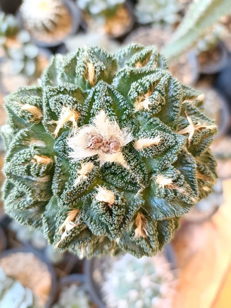 亀甲牡丹　ヒントニー　接ぎ木　アリオカルプス