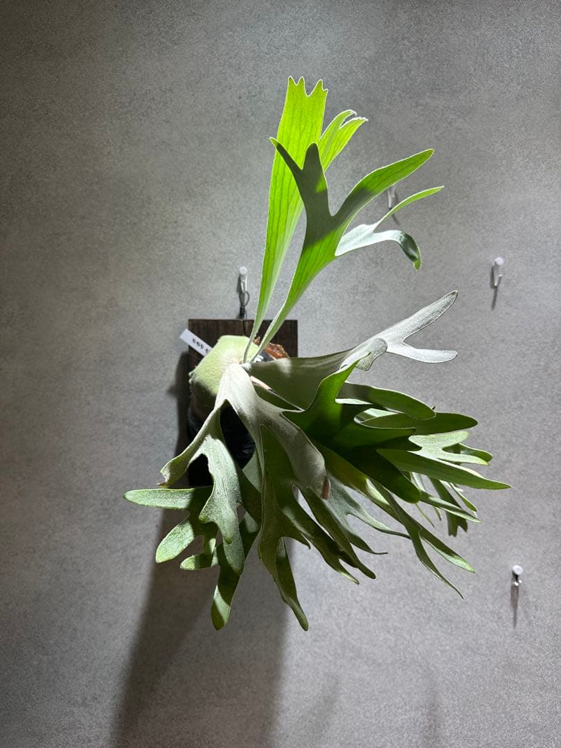 ビカクシダ セルソタツタ　親株サイズ