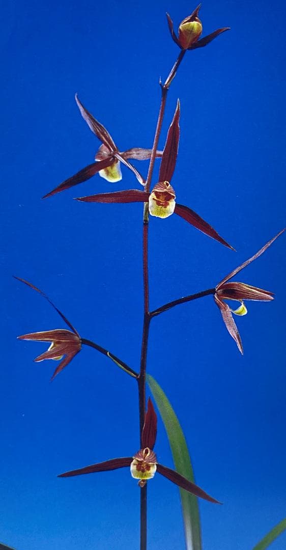 【寒蘭】四万十川の誉