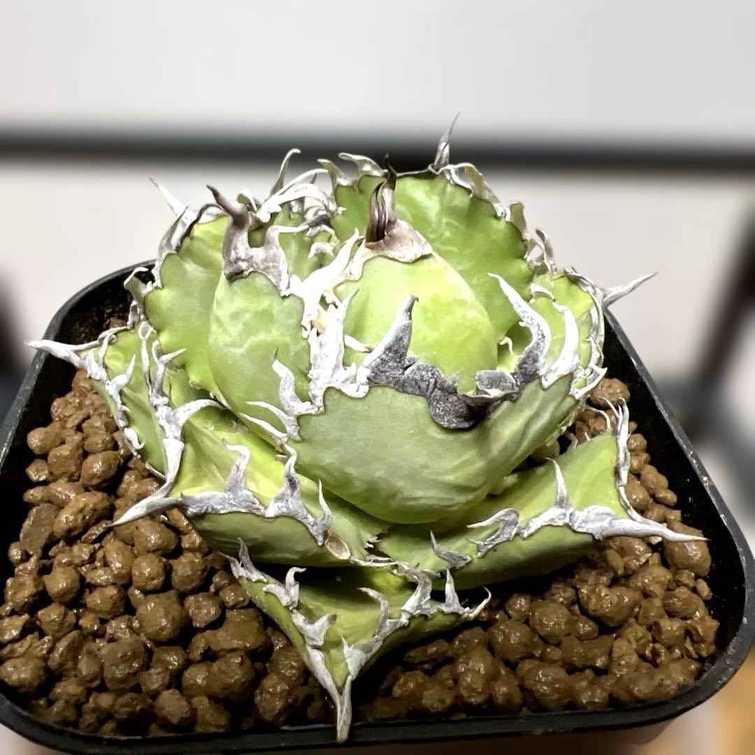 アガベ 鉢植発送 フィリグリー 極上血統 超特選株