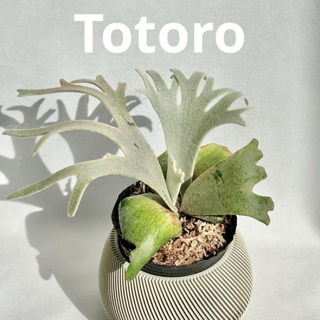 【メルカリ便】P. Willinckii Totoro' （spore）【99】