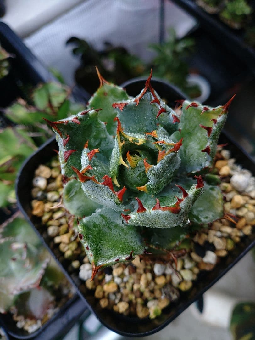 アガベ 姫蠍蟹 メルカリ便