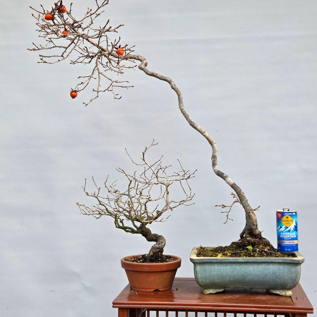 老爺柿　[双幹文人木/子付き]　大品盆栽 オス木付けて　2鉢