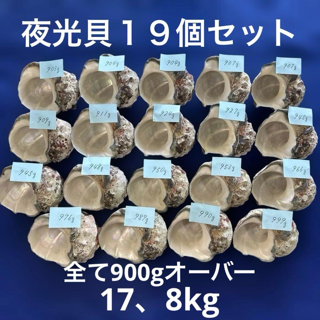夜光貝　ヤコウ貝　まとめ売り　19個　17、8kg アクセサリー　ルアー