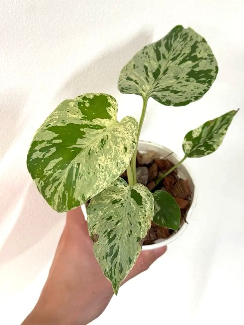 A*☆様 【早い者勝ち】モンステラ　デリシオーサ　ベトシオーサ 斑入り