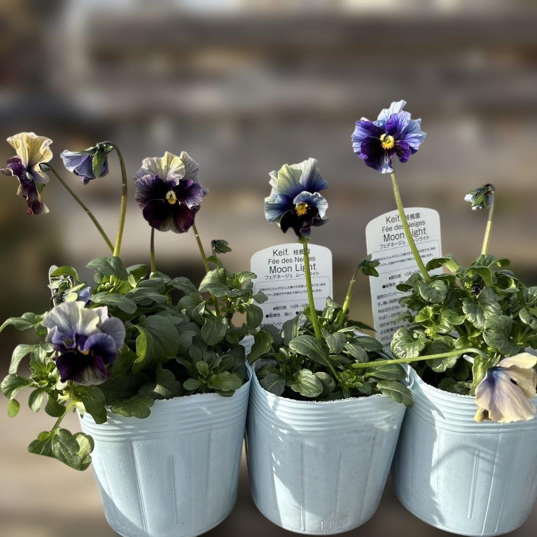 MIYABI様ご依頼品　フェデネージュムーンライト3苗　 現品　タグ付き