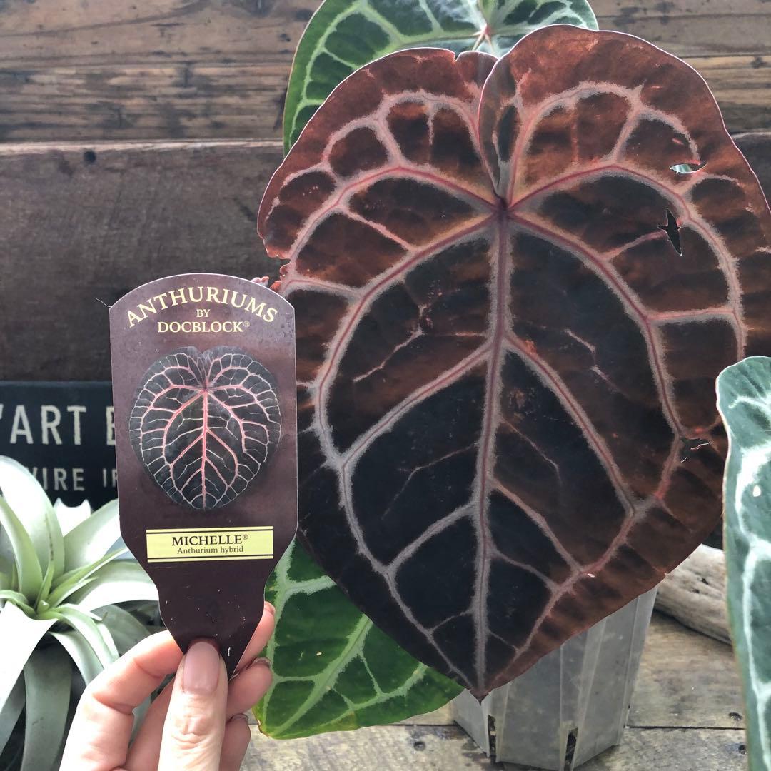 現品♡ ポットごと　アンスリウム ミシェル Anthurium Michelle