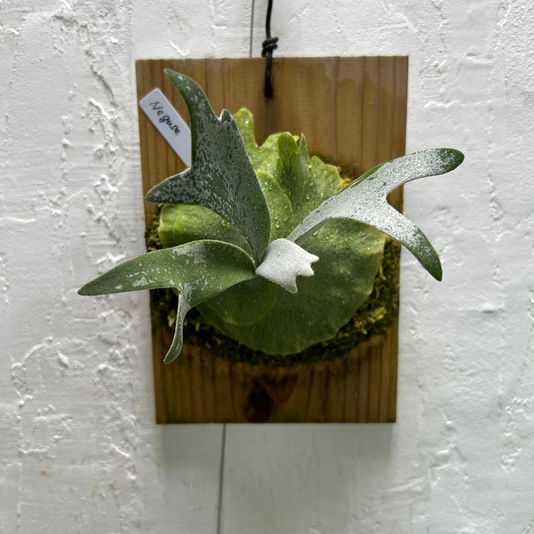 ビカクシダ Neguse pup