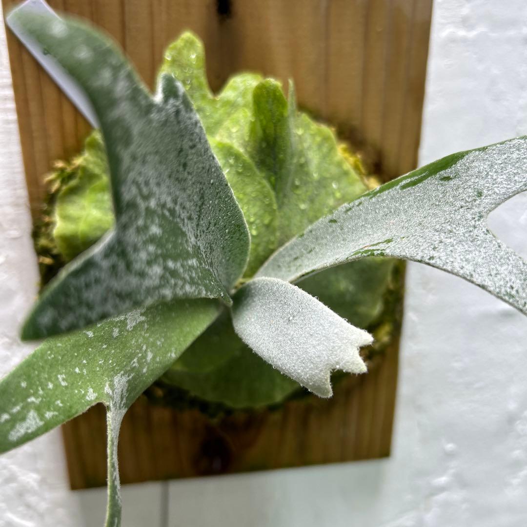 ビカクシダ Neguse pup