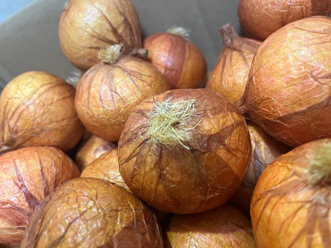 展示品 タマネギ 食品サンプル 56個入 飲食 小物 雑貨 イメージ