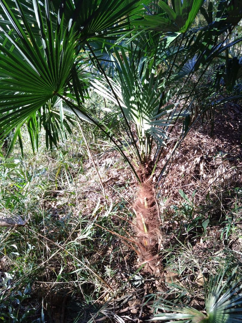 シュロの木、棕櫚の木、1本（選択可能）、庭木、ガーデニング、自己掘り出し