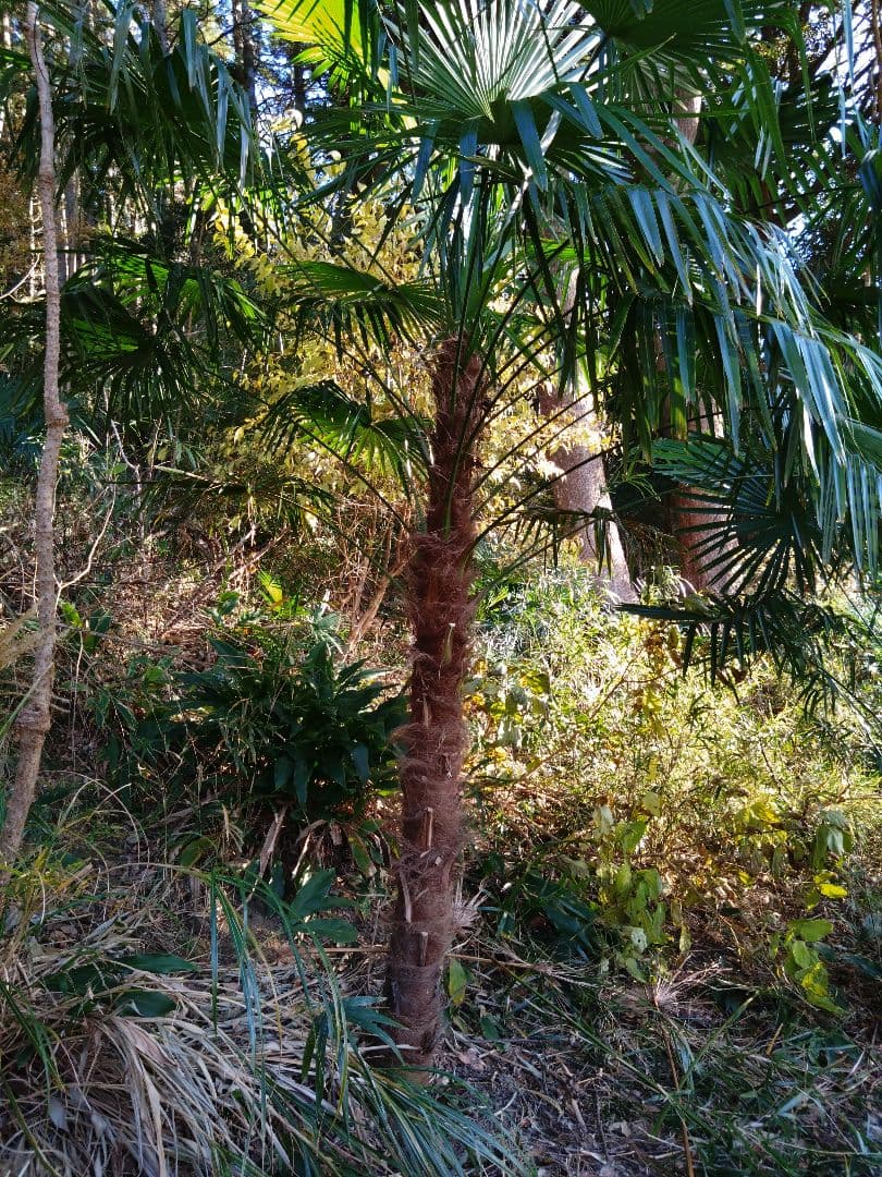 シュロの木、棕櫚の木、1本（選択可能）、庭木、ガーデニング、自己掘り出し