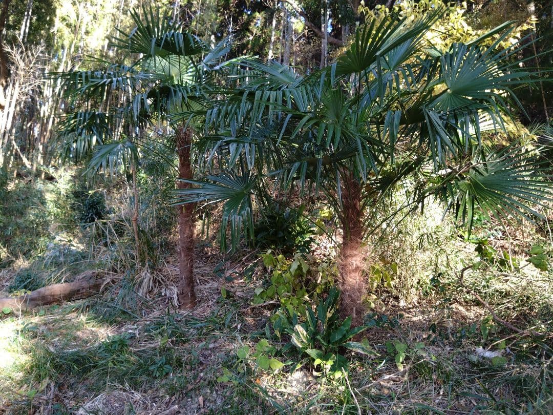 シュロの木、棕櫚の木、1本（選択可能）、庭木、ガーデニング、自己掘り出し