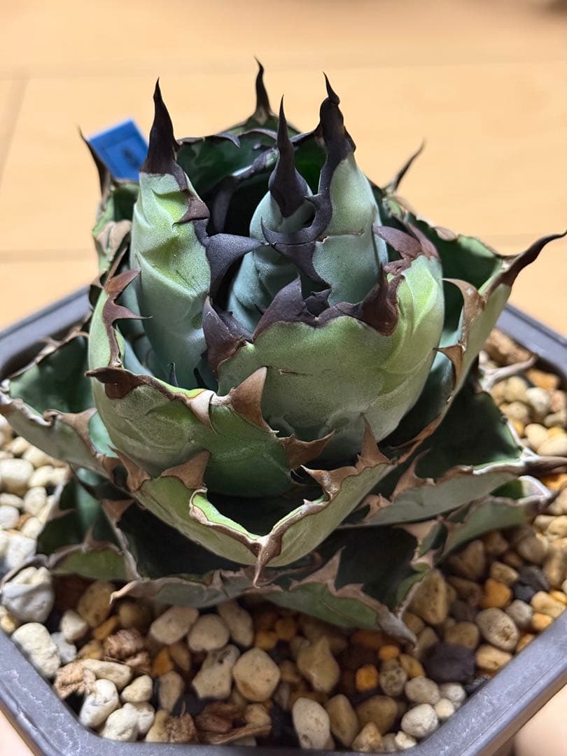 アガベ　チタノタ　ブラックアンドブルー　発根済み